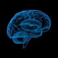 Neurosomaticintelligence Workshops Brain Image